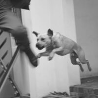 DogAttack2 DogAttack2