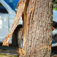 Accident_Tree7 Accident_Tree7